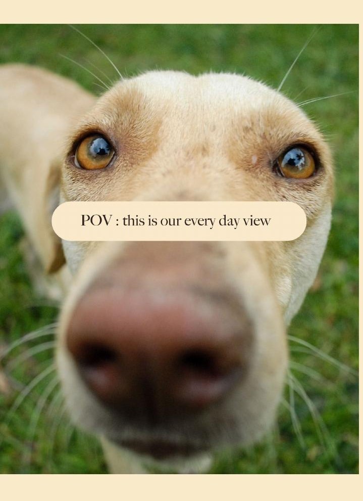 Close-up dog nose with the caption: POV, this is our every day view